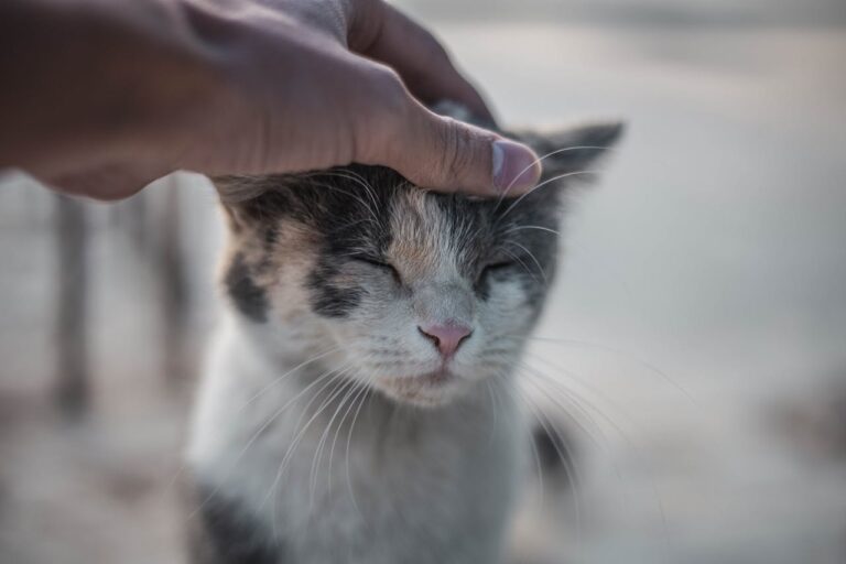 Mindfulness with Pets: Simple Ways to Be Present